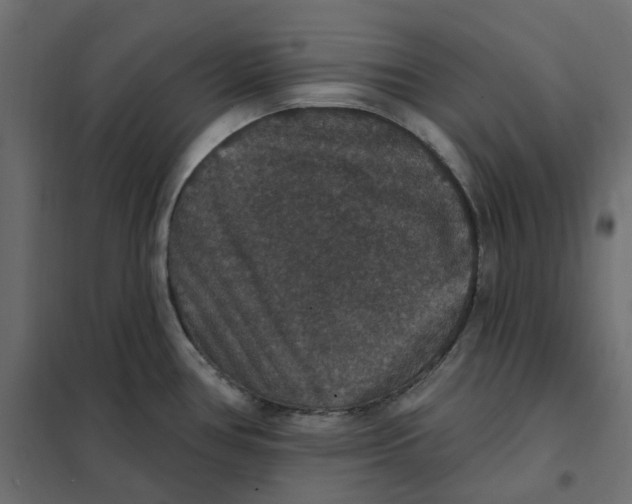 X0000102041386200808081825