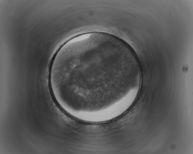 X0000102041508200808081823