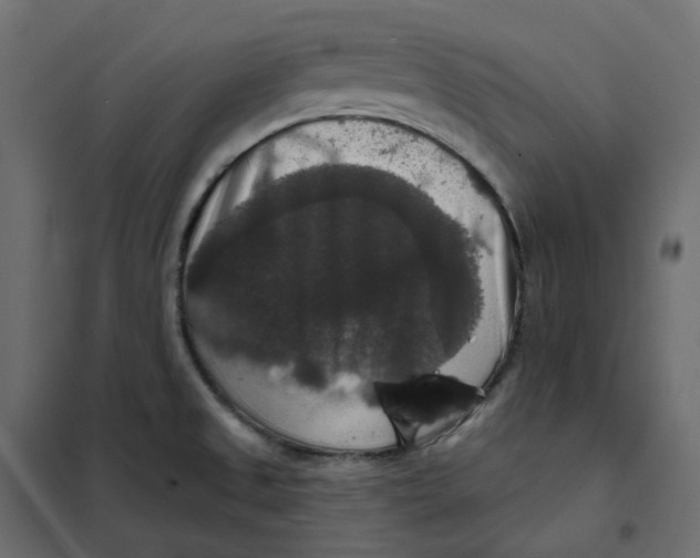 X0000102041525200808081823