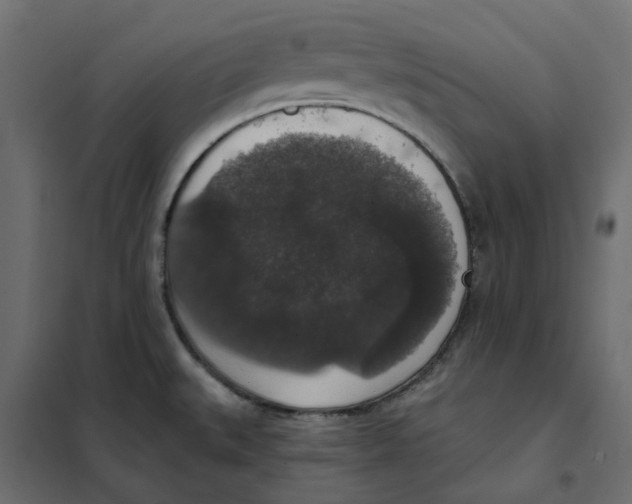 X0000102041527200808081823