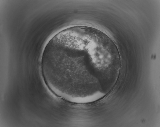 X0000102041536200808081823