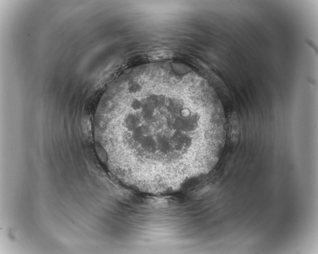 X0000102040523200808151409