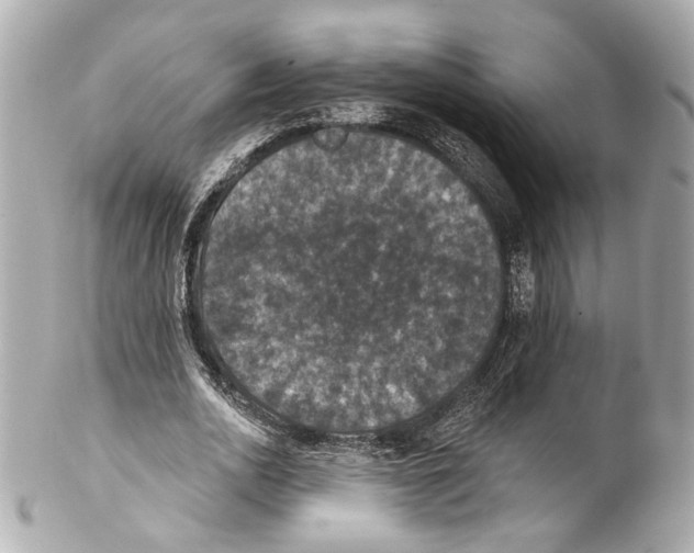X0000102040726200808151406