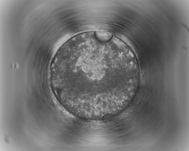 X0000102041096200808151401