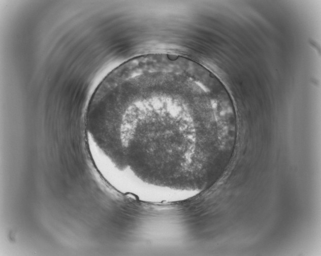 X0000102041152200808151401