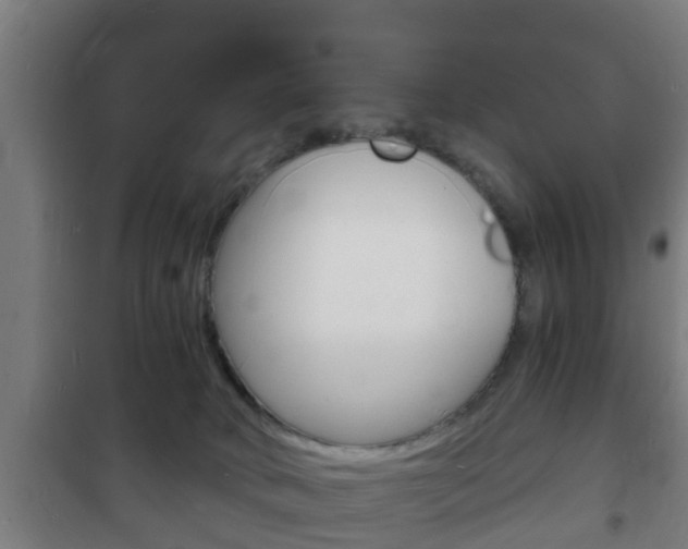 X0000102220034200807250756