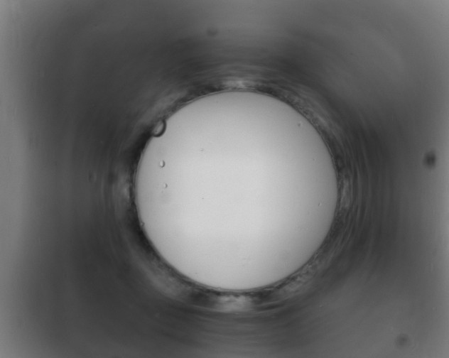 X0000102220363200807250751