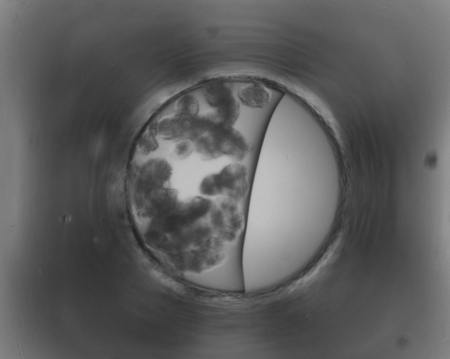 X0000102220937200807250743
