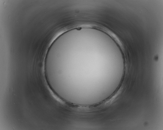 X0000102221194200807250739