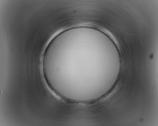 X0000102221235200807250738