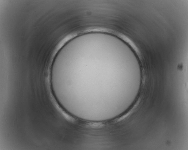 X0000102221282200807250737