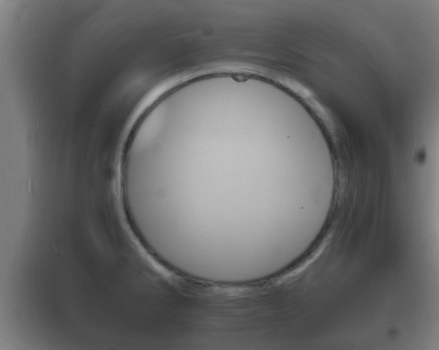 X0000102221286200807250737
