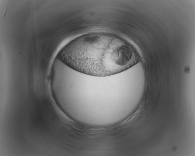 X0000102221467200807250735