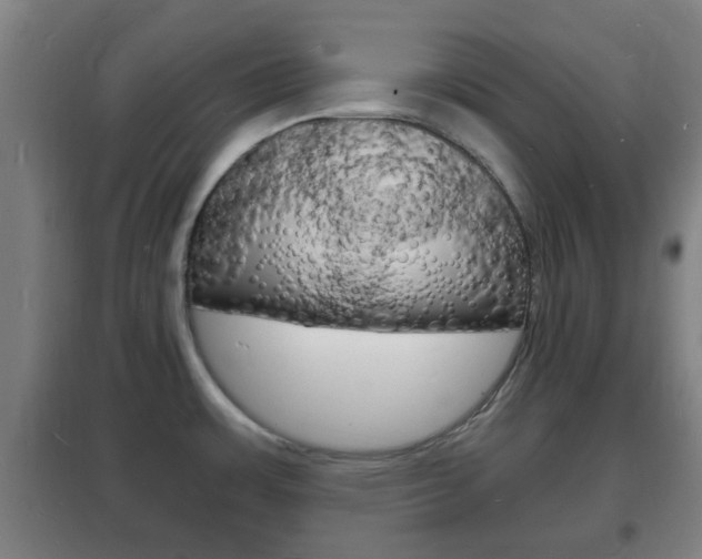 X0000102221483200807250734