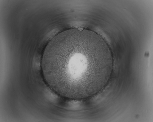 X0000102220065200807251221