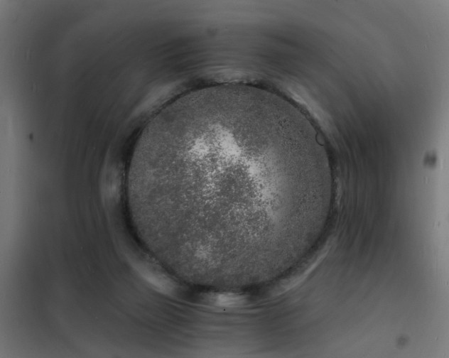 X0000102220165200807251219