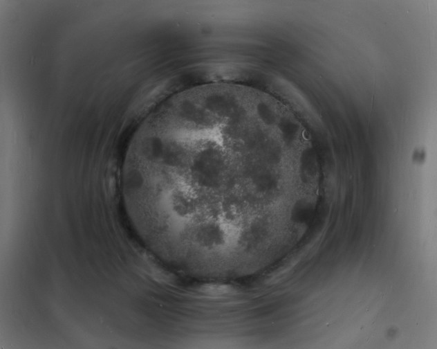 X0000102220169200807251219