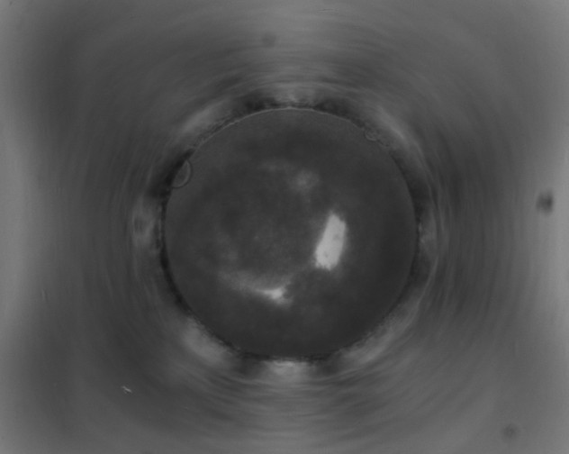 X0000102220233200807251218