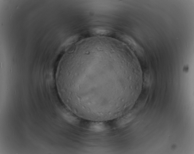 X0000102220377200807251216