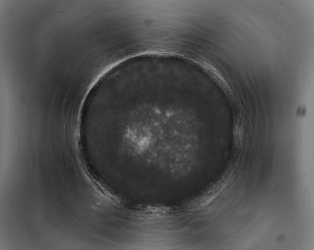 X0000102220484200807251214