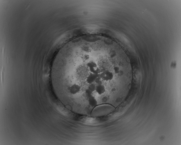 X0000102220507200807251214