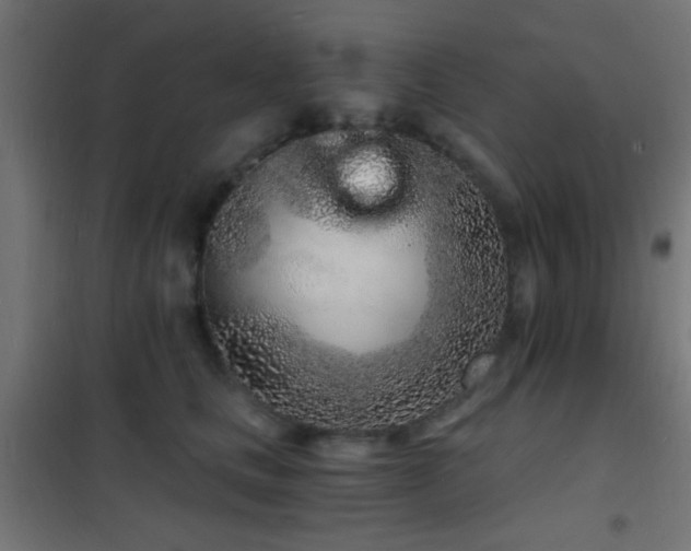 X0000102220661200807251212