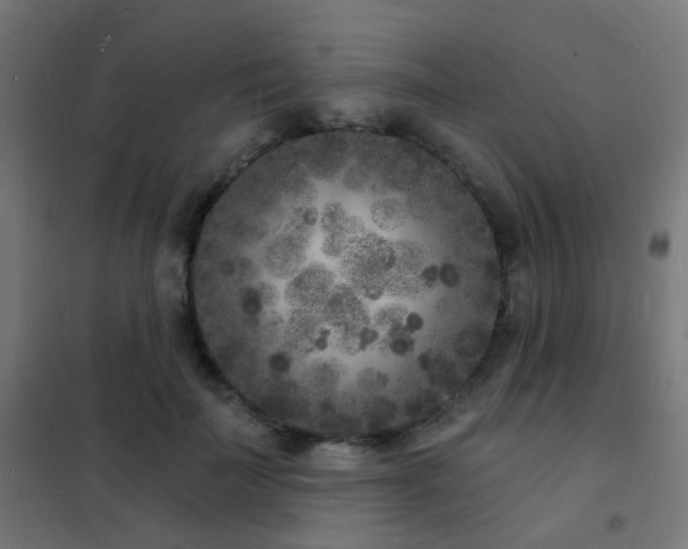 X0000102220699200807251211