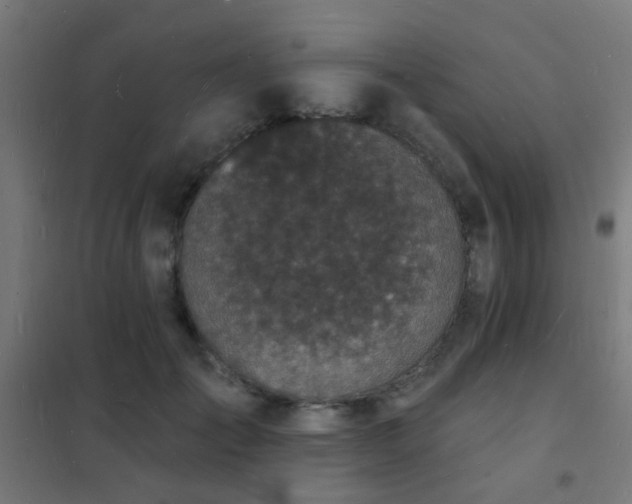 X0000102220701200807251211