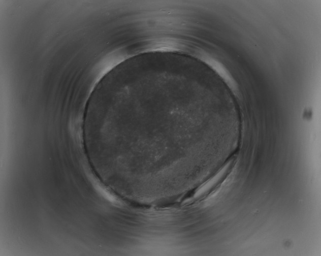 X0000102220850200807251209