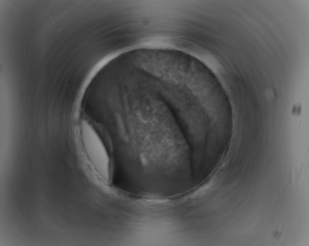 X0000102220864200807251209