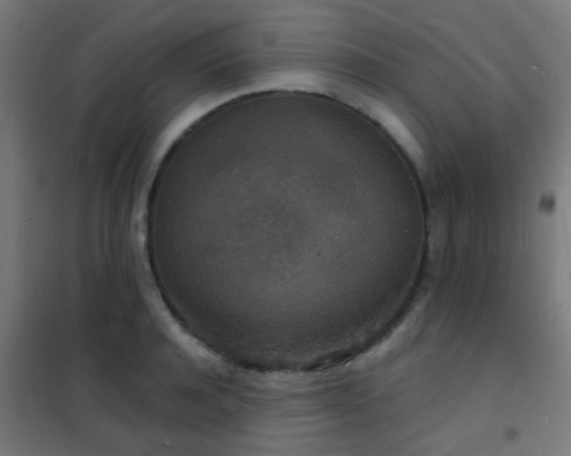 X0000102220944200807251207