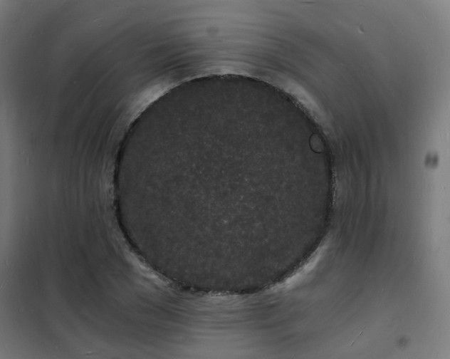 X0000102220977200807251207