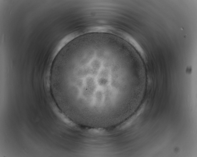 X0000102220994200807251206