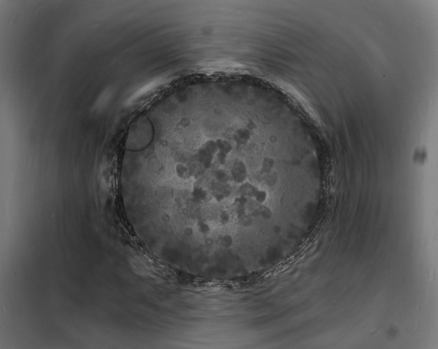 X0000102221063200807251205