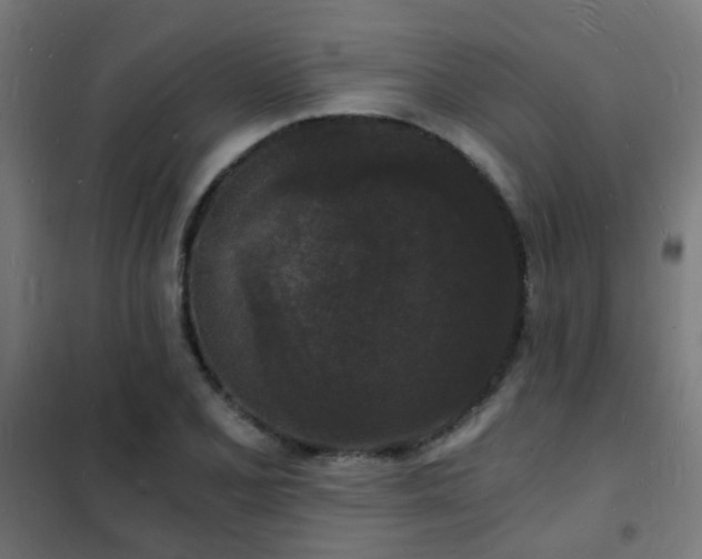 X0000102221077200807251205