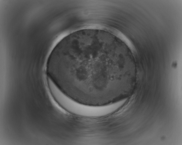 X0000102221095200807251205