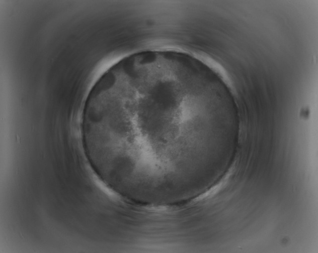 X0000102221231200807251203