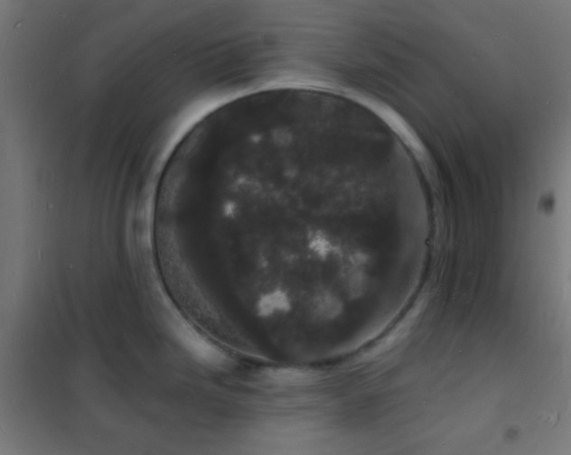 X0000102221246200807251203