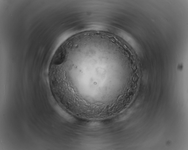 X0000102221283200807251202
