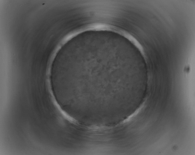 X0000102221429200807251200