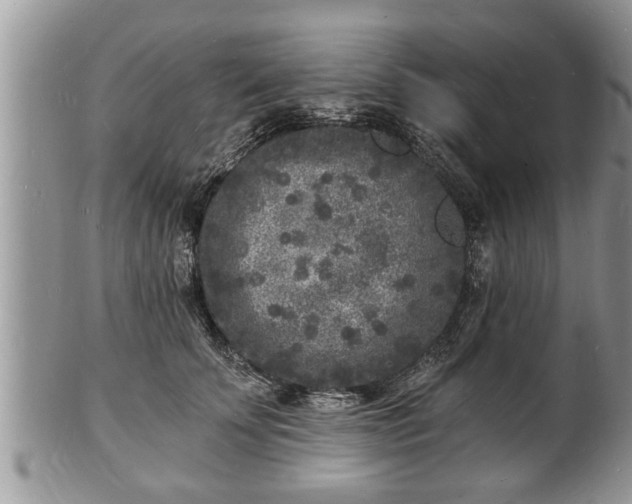 X0000102220707200808011202