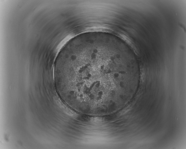 X0000102221275200808011154