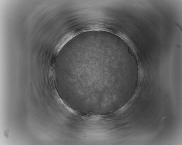 X0000102221385200808011152