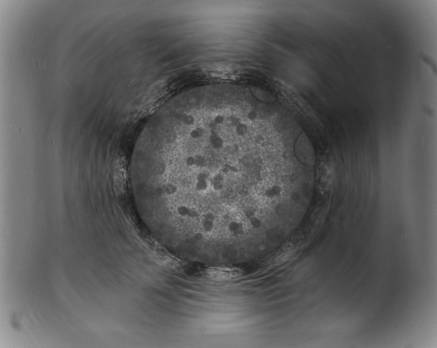 X0000102220707200808081317