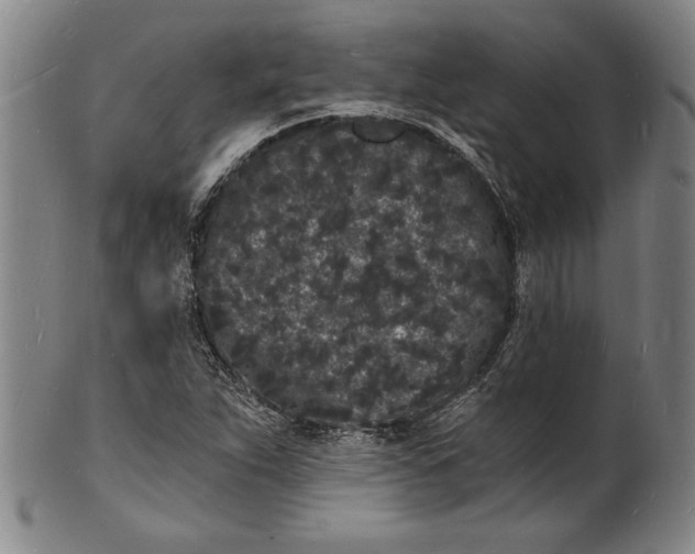 X0000102221263200808081309