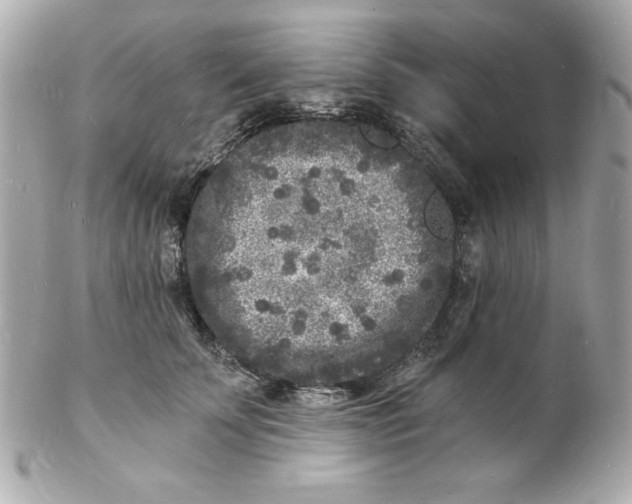 X0000102220707200808151705