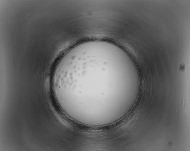 X0000102230638200807250810