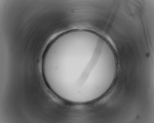X0000102231035200807250804