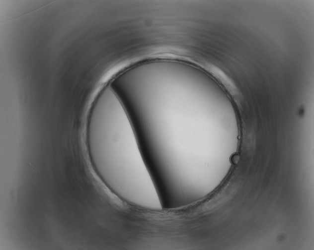 X0000102231384200807250759