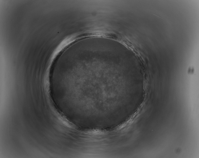 X0000102230198200807251243